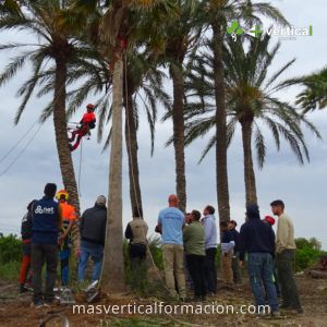 palmeras_190525_01