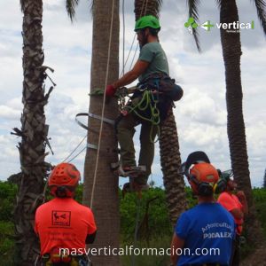 palmeras_190525_04