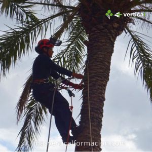 Curso de Trepa y Poda de Palmeras