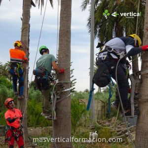 palmeras_190525_06