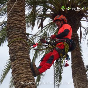 Curso de Trepa y Poda de Palmeras