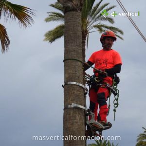 Curso de Trepa y Poda de Palmeras