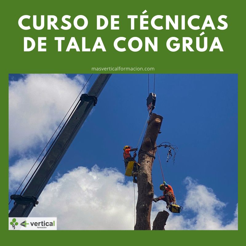 Curso de Técnicas de Tala con Grúa